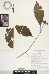 Hamelia patens