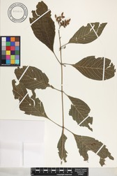 Hamelia patens