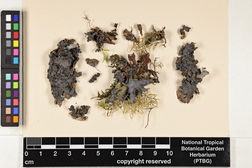 Leptogium corticola image