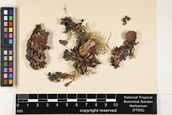 Leptogium corticola image