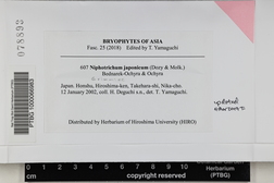 Niphotrichum japonicum image