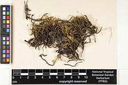 Niphotrichum japonicum image