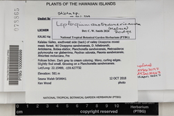 Leptogium austroamericanum image