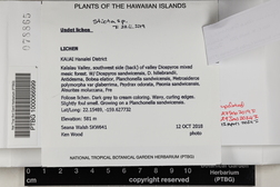 Leptogium austroamericanum image