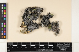 Leptogium austroamericanum image