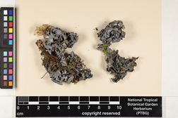Leptogium austroamericanum image