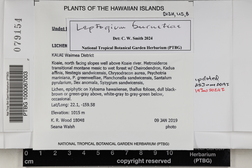 Leptogium burnetiae image