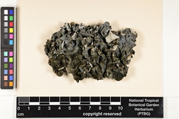 Leptogium burnetiae image