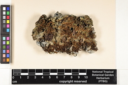 Leptogium burnetiae image