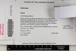 Isopterygium albescens image