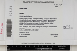 Haplohymenium triste image