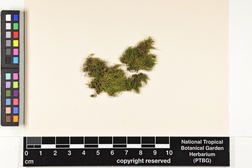 Haplohymenium triste image