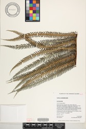 Sadleria cyatheoides