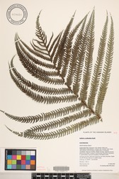 Sadleria cyatheoides