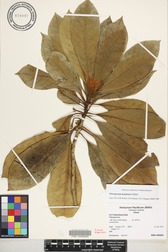 Pittosporum kauaiense