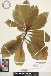 Pittosporum kauaiense