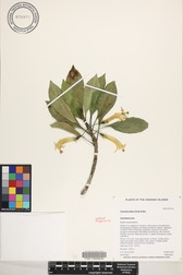Scaevola glabra