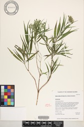Kadua elatior
