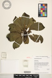 Scaevola glabra