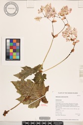 Hillebrandia sandwicensis