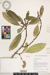 Ochrosia kauaiensis