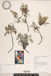 Artemisia australis