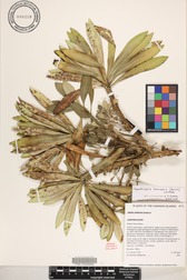 Trematolobelia kauaiensis