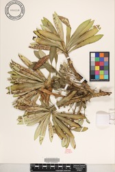 Trematolobelia kauaiensis