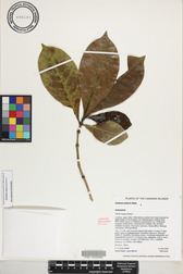 Gardenia remyi