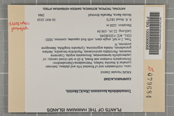 Trematolobelia kauaiensis