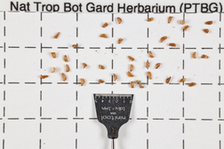 Trematolobelia kauaiensis