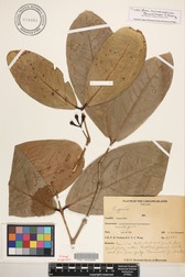 Syzygium samarangense