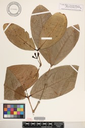 Syzygium samarangense