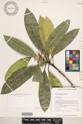 Ochrosia kauaiensis