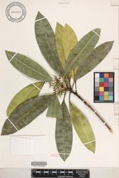 Ochrosia kauaiensis