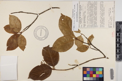 Chione venosa var. venosa