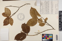 Chione venosa var. venosa