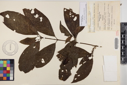 Chione venosa var. venosa