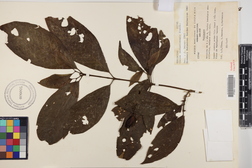 Chione venosa var. venosa