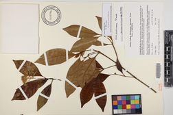 Chione venosa var. venosa