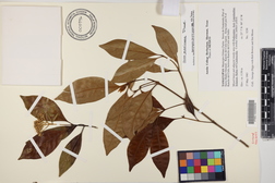 Chione venosa var. venosa