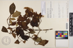 Chione venosa var. venosa