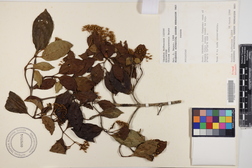 Chione venosa var. venosa