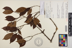 Chione venosa var. venosa