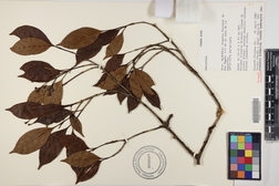 Chione venosa var. venosa