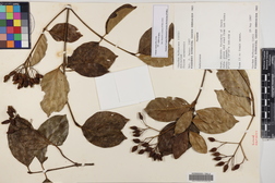 Chione venosa var. venosa