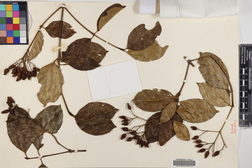 Chione venosa var. venosa