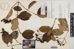 Chione venosa var. venosa