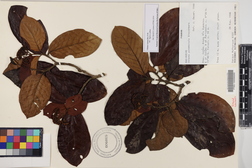 Chione venosa var. venosa