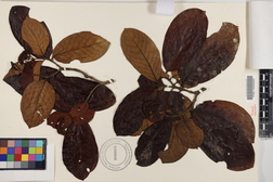 Chione venosa var. venosa